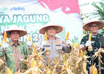 Wakapolda Jambi Brigjen Pol. Mirza Mustaqim menunjukkan hasil panen jagung saat Panen Raya Jagung Serentak Kuartal I Tahun 2026 di Desa Tunas Mudo, Kecamatan Sekernan, Kabupaten Muaro Jambi, Kamis (8/1/2026). (Dok,. Nahar)