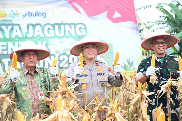 Wakapolda Jambi Brigjen Pol. Mirza Mustaqim menunjukkan hasil panen jagung saat Panen Raya Jagung Serentak Kuartal I Tahun 2026 di Desa Tunas Mudo, Kecamatan Sekernan, Kabupaten Muaro Jambi, Kamis (8/1/2026). (Dok,. Nahar)