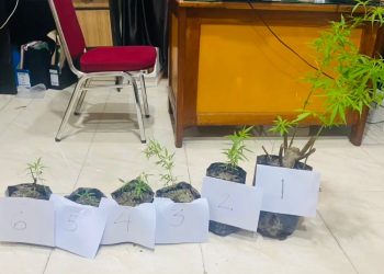 Barang bukti tanaman ganja yang diamankan Satresnarkoba Polres Kerinci dari pengungkapan ladang ganja rumahan di wilayah hukum Polres Kerinci, Kamis (15/1/2026). (Dok. Humas)