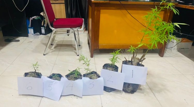 Barang bukti tanaman ganja yang diamankan Satresnarkoba Polres Kerinci dari pengungkapan ladang ganja rumahan di wilayah hukum Polres Kerinci, Kamis (15/1/2026). (Dok. Humas)