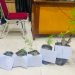Barang bukti tanaman ganja yang diamankan Satresnarkoba Polres Kerinci dari pengungkapan ladang ganja rumahan di wilayah hukum Polres Kerinci, Kamis (15/1/2026). (Dok. Humas)