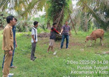 Proyek pengadaan 10 ekor sapi indukan Dana Desa. (Dok/Dd)