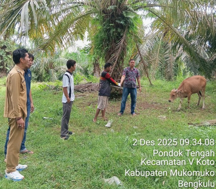 Proyek pengadaan 10 ekor sapi indukan Dana Desa. (Dok/Dd)