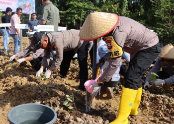 Polres Mukomuko menunjukkan langkah nyata dalam mendukung program ketahanan pangan nasional dengan menggelar penanaman uwi ungu di lahan ketahanan pangan milik institusi tersebut, Rabu (11/2/2026). (Dok/Dd)