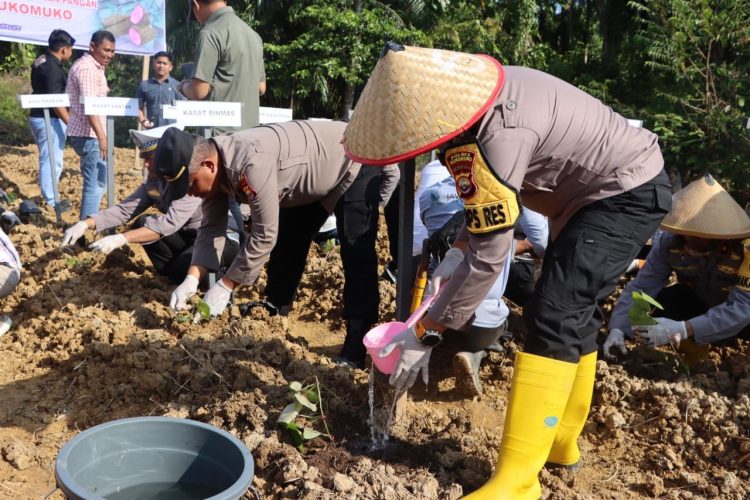 Polres Mukomuko menunjukkan langkah nyata dalam mendukung program ketahanan pangan nasional dengan menggelar penanaman uwi ungu di lahan ketahanan pangan milik institusi tersebut, Rabu (11/2/2026). (Dok/Dd)
