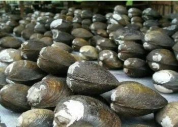 budidaya lokan atau kerang sungai (dok Dadang)