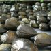 budidaya lokan atau kerang sungai (dok Dadang)