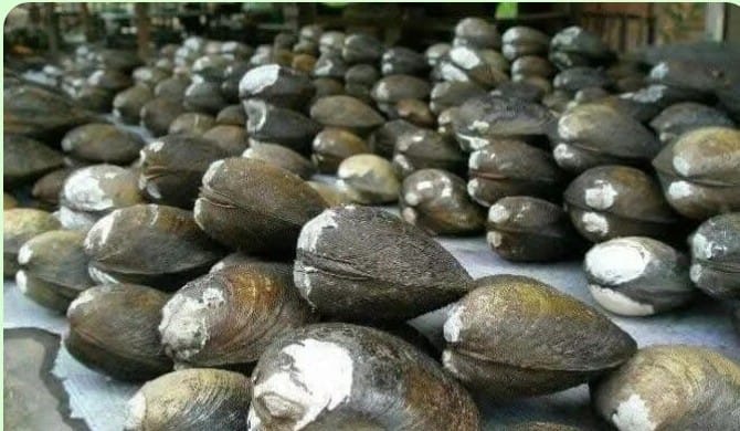 budidaya lokan atau kerang sungai (dok Dadang)