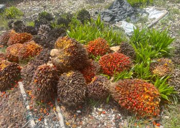 Barang bukti berupa tandan buah segar (TBS) kelapa sawit yang diamankan polisi dari tangan pelaku pencurian di wilayah Kecamatan Mandiangin, Kabupaten Sarolangun, Senin (6/4/2026). (Dok. Humas)