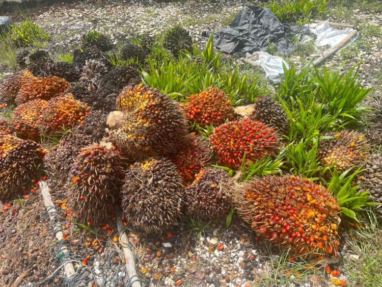 Barang bukti berupa tandan buah segar (TBS) kelapa sawit yang diamankan polisi dari tangan pelaku pencurian di wilayah Kecamatan Mandiangin, Kabupaten Sarolangun, Senin (6/4/2026). (Dok. Humas)