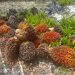 Barang bukti berupa tandan buah segar (TBS) kelapa sawit yang diamankan polisi dari tangan pelaku pencurian di wilayah Kecamatan Mandiangin, Kabupaten Sarolangun, Senin (6/4/2026). (Dok. Humas)